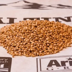 Homestead Malting White Wheat (Padre Kino). AZ Grown
