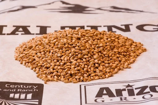 Homestead Malting White Wheat (Padre Kino). AZ Grown